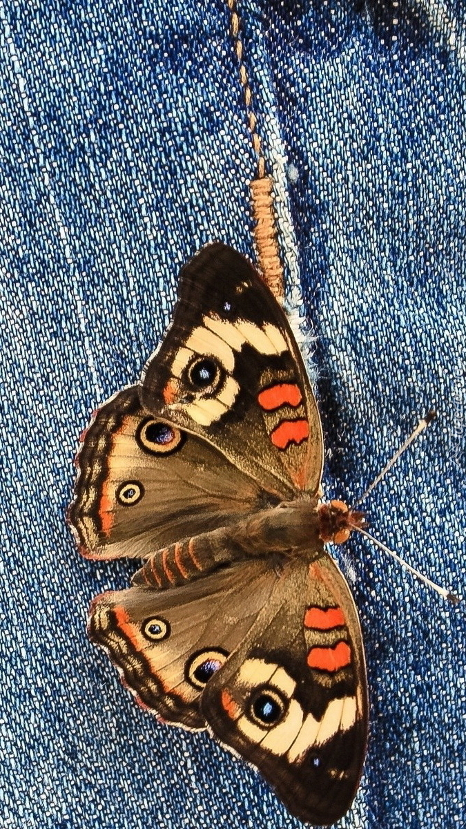 Motyl na spodniach dżinsowych
