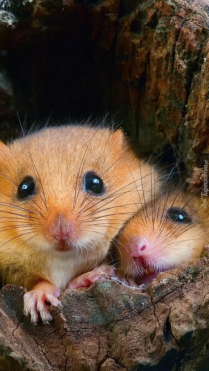 Myszki w dziupli spróchniałego drzewa
