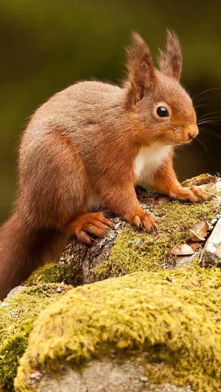 Na skałach siedzi ruda wiewiórka