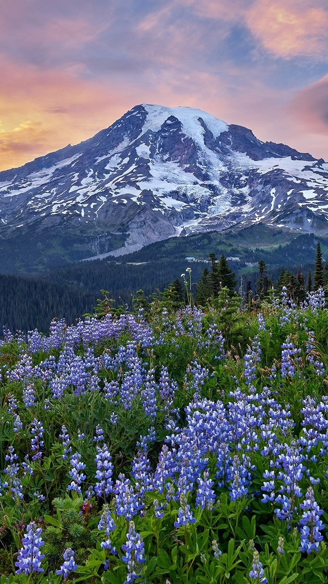 Niebieski łubin na łące i stratowulkan Mount Rainier w oddali