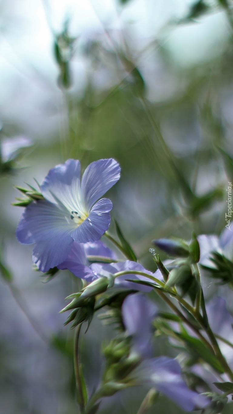 Niebieskie kwiaty lnu włochatego