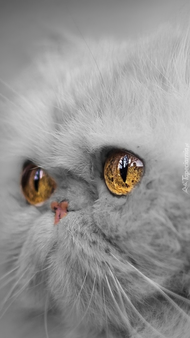 Oczy perskiego kota