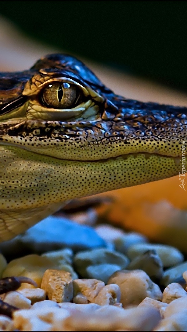 Oko krokodyla z bliska