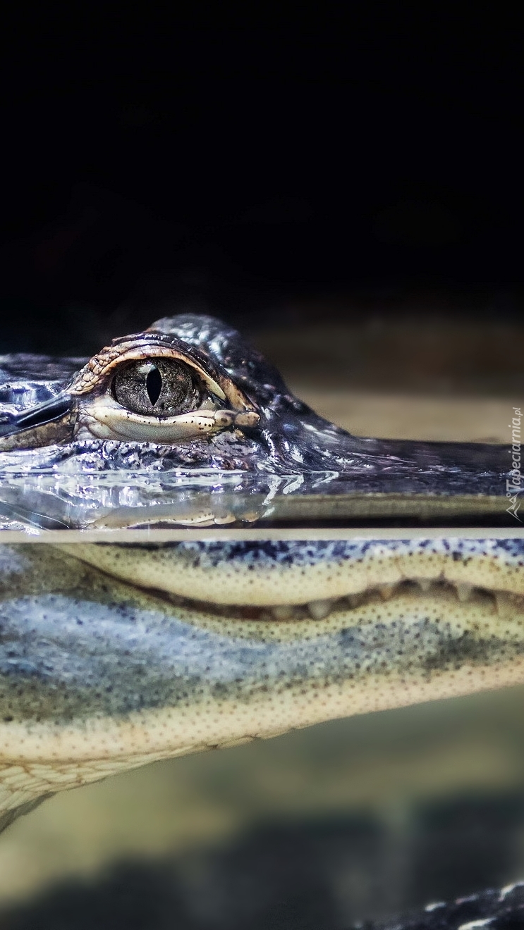 Oko krokodyla
