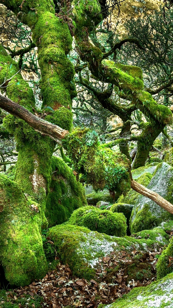 Omszone drzewa w rezerwacie przyrody Wistmans Wood