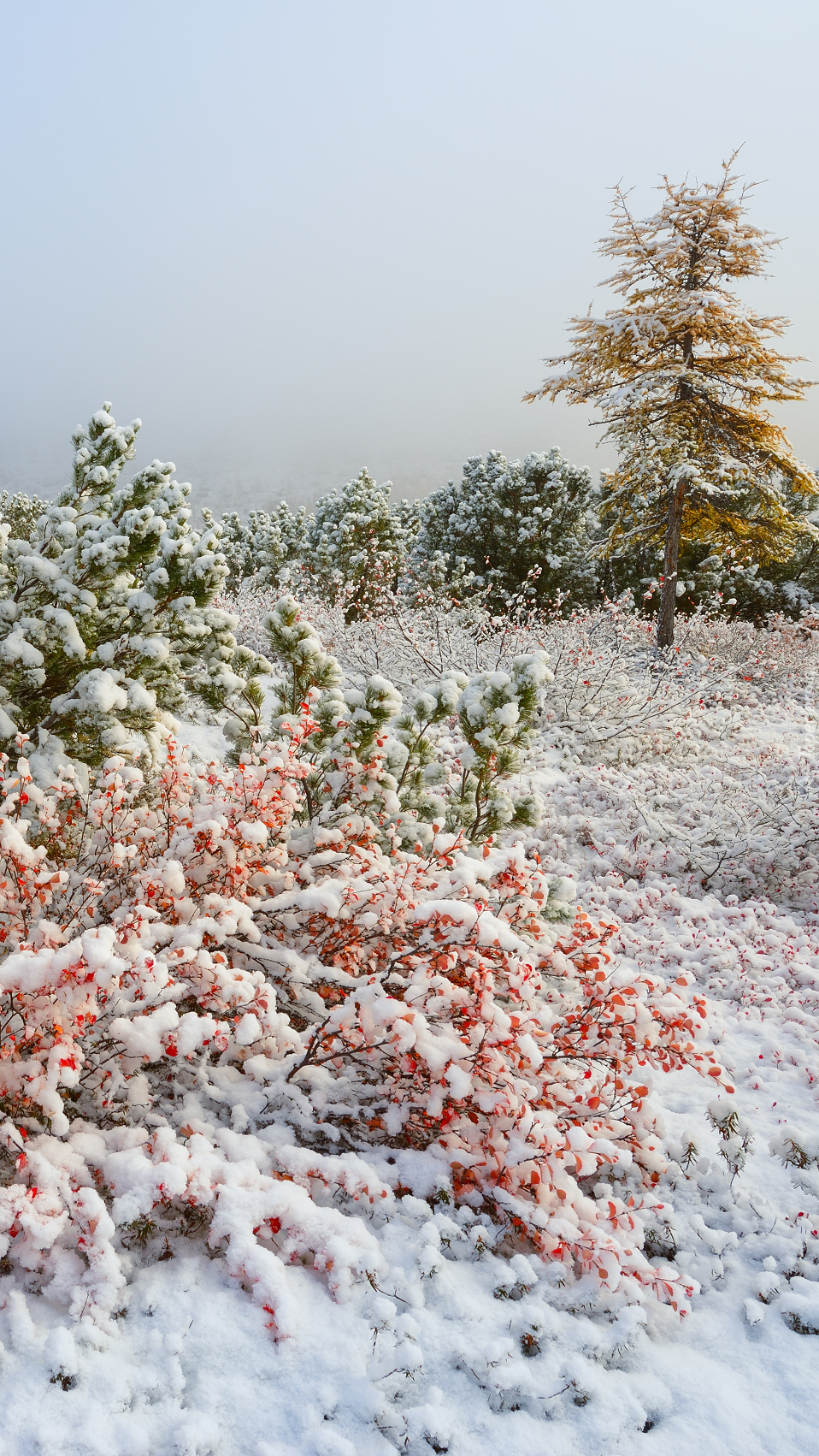 Ośnieżone krzewy w śniegu