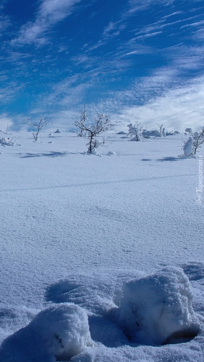 Ośnieżone krzewy