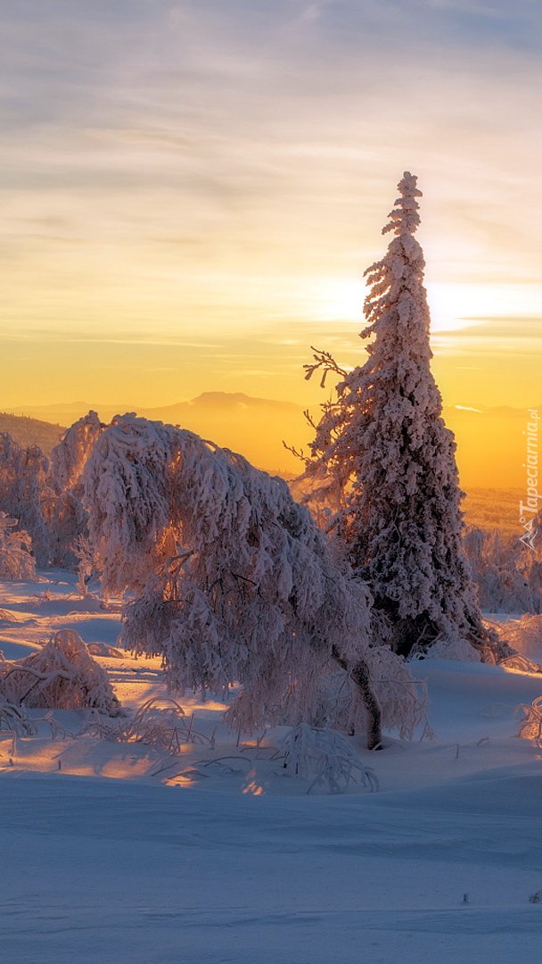 Ośnieżone świerki w górach Ural