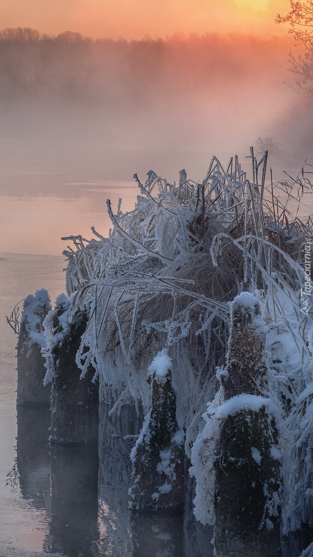 Oszronione trawy nad jeziorem Białym w Rosji