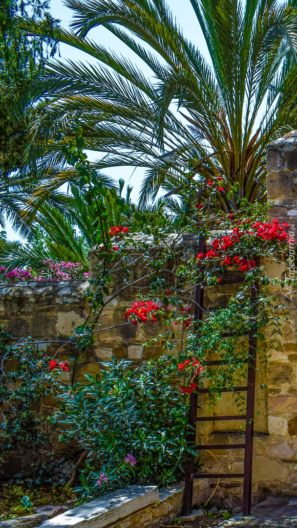 Palmy i kwiaty w ogrodzie