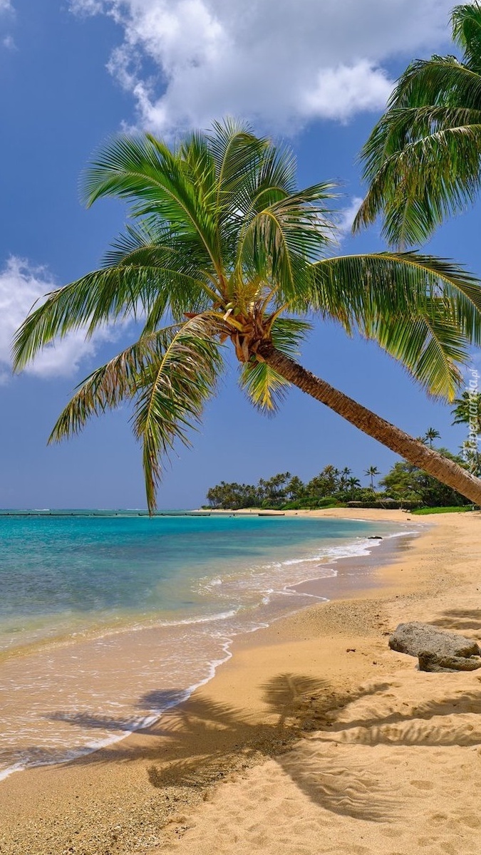 Palmy i plaża na wyspie Oahu