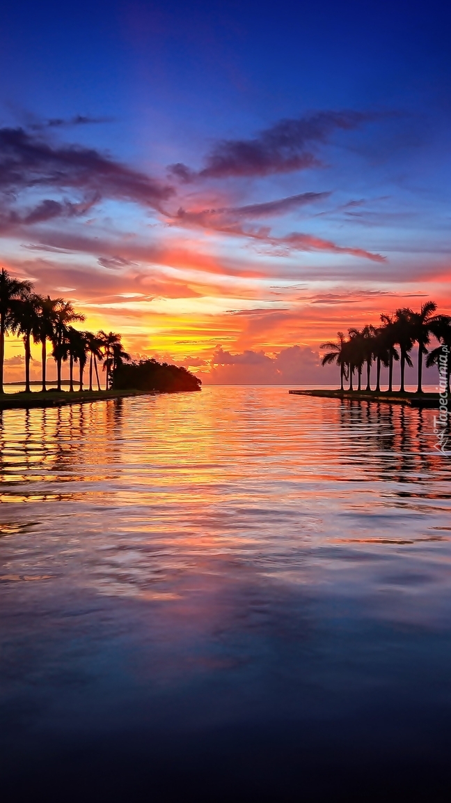Palmy nad morzem w zachodzącym słońcu