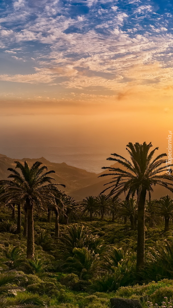 Palmy w słońcu na wyspie La Gomera