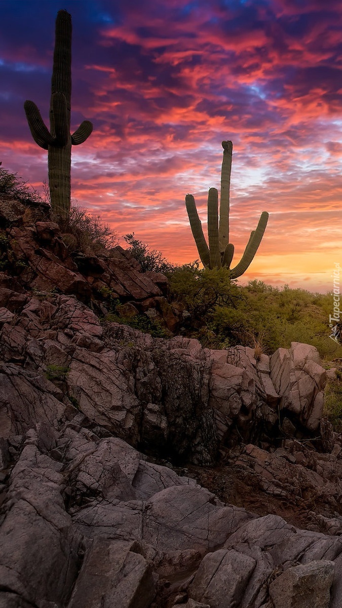 Park Narodowy Saguaro w Arizonie