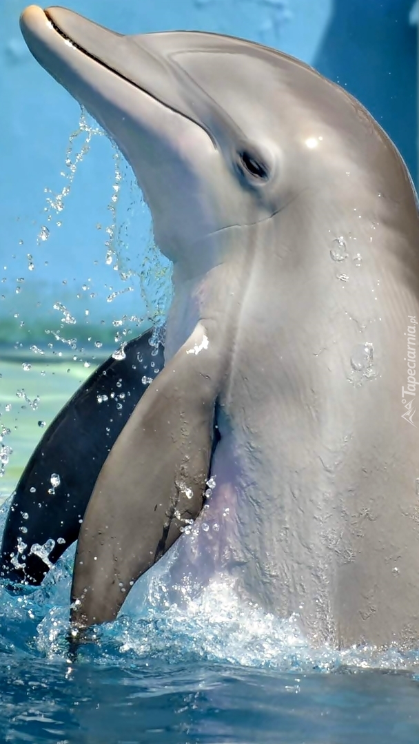 Piękny delfin