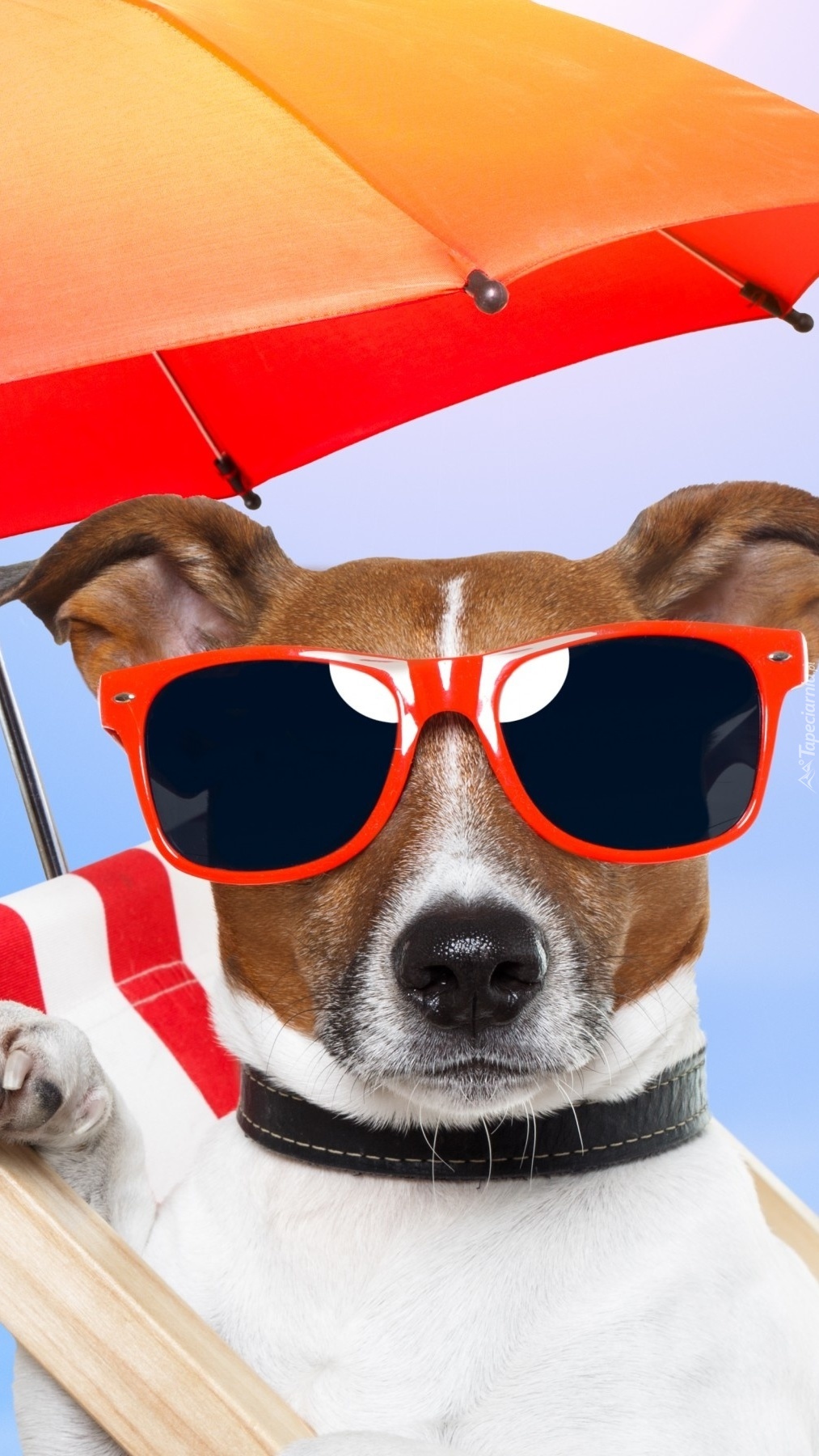 Pies w okularach przeciwsłonecznych
