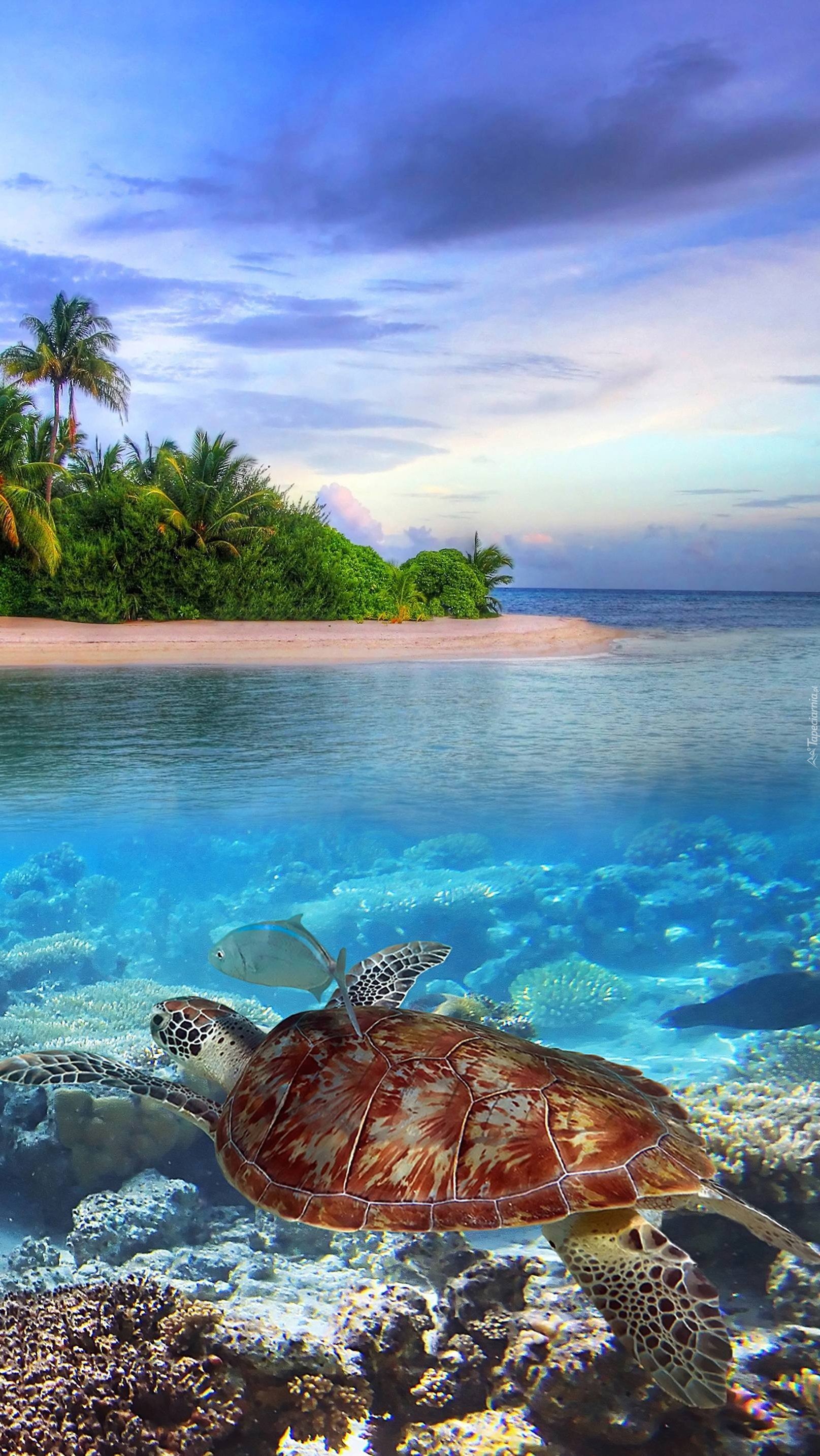 Pływający żółw wodny na rafie
