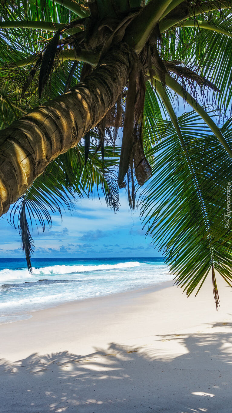 Pochylona palma na morskiej plaży