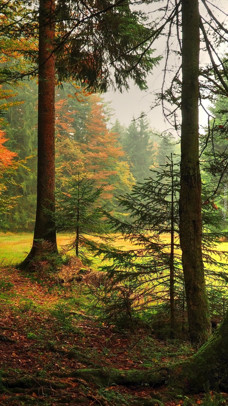 Polana w jesiennym lesie