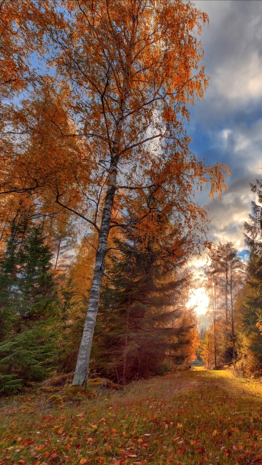 Polana w lesie jesienną porą