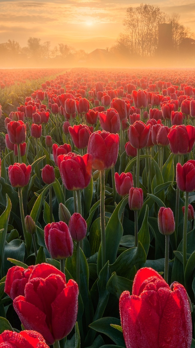 Pole tulipanów w porannej mgle