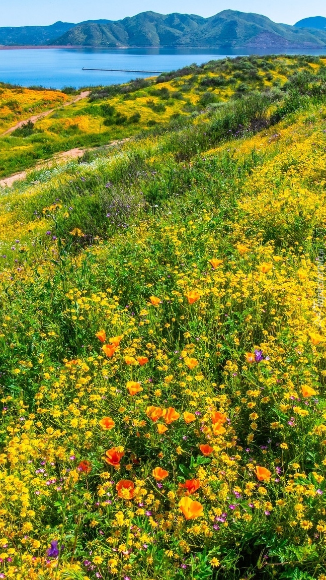 Polne kwiaty w dolinie Diamond Valley