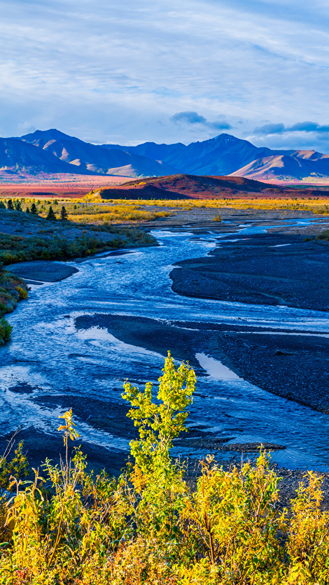 Pożółkłe drzewa nad rzeką Savage River w Parku Narodowym Denali na Alasce