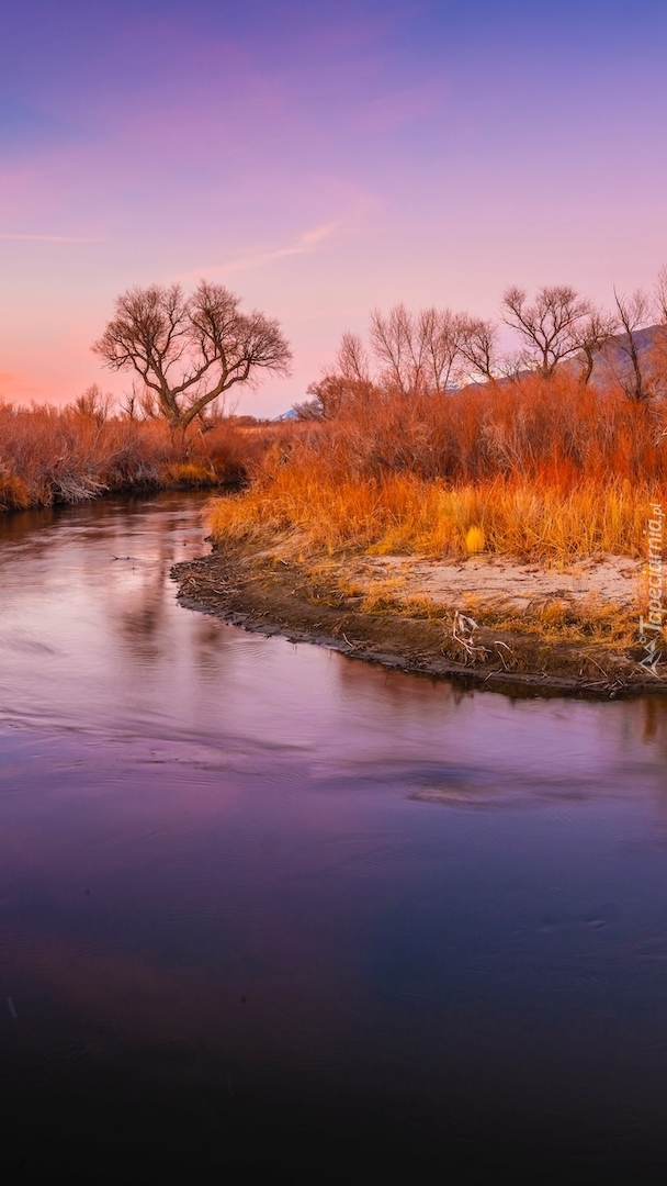 Pożółkłe trawy i drzewa nad rzeką Owens River