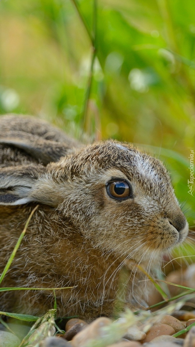 Profil wystraszonego królika