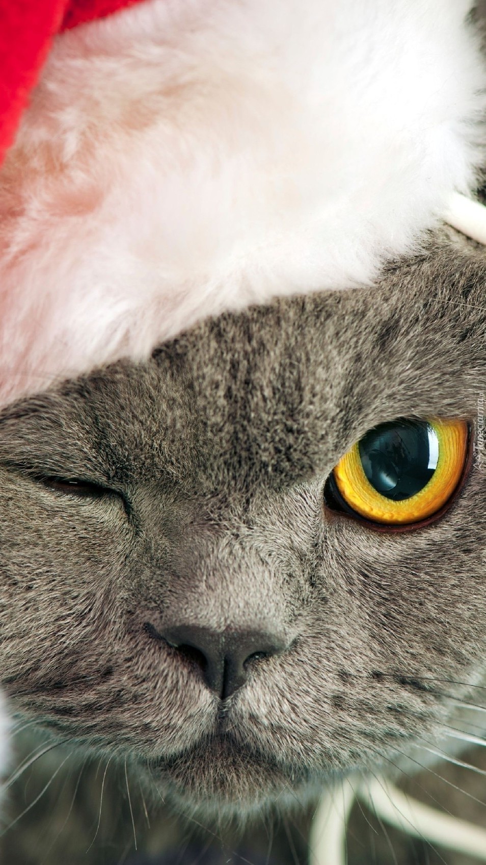 Przymróżone oko kota w czapce Mikołaja