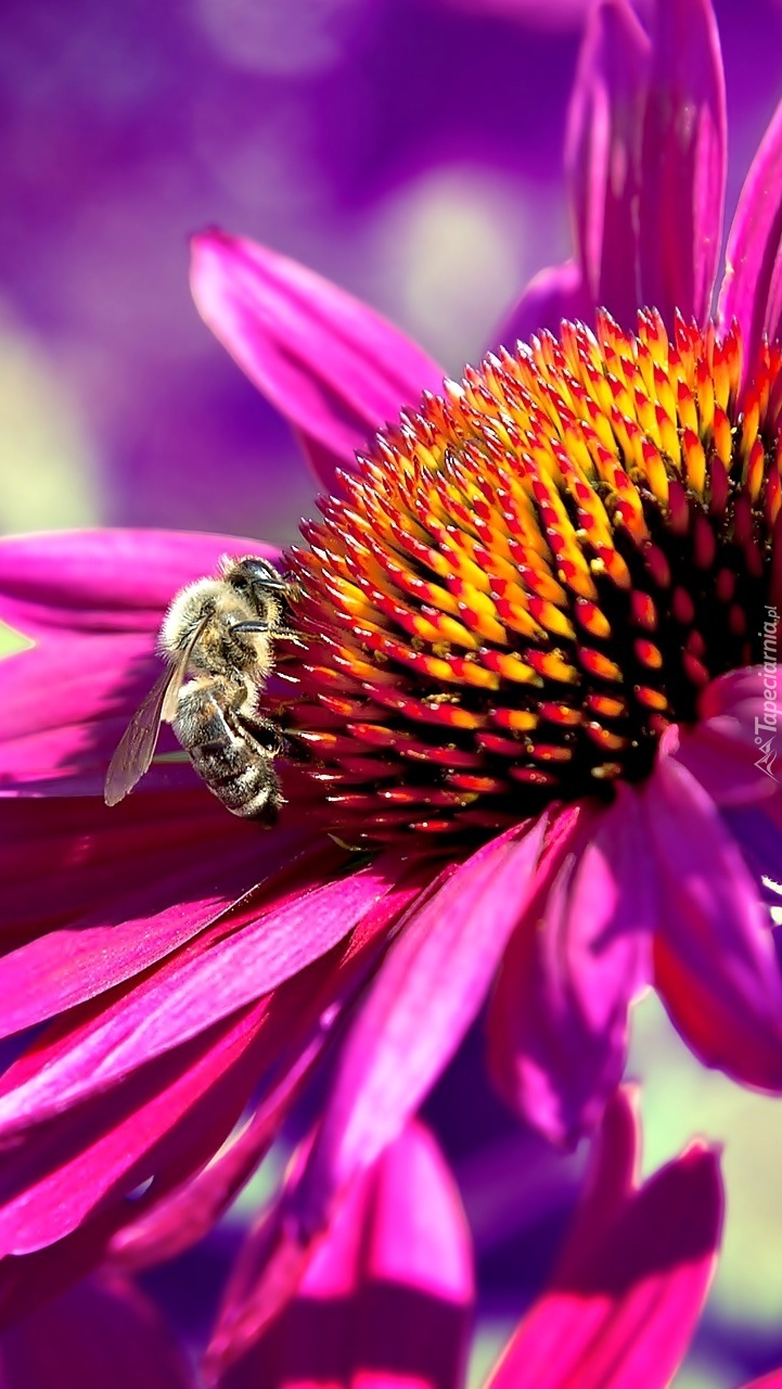 Pszczoła na jeżówce