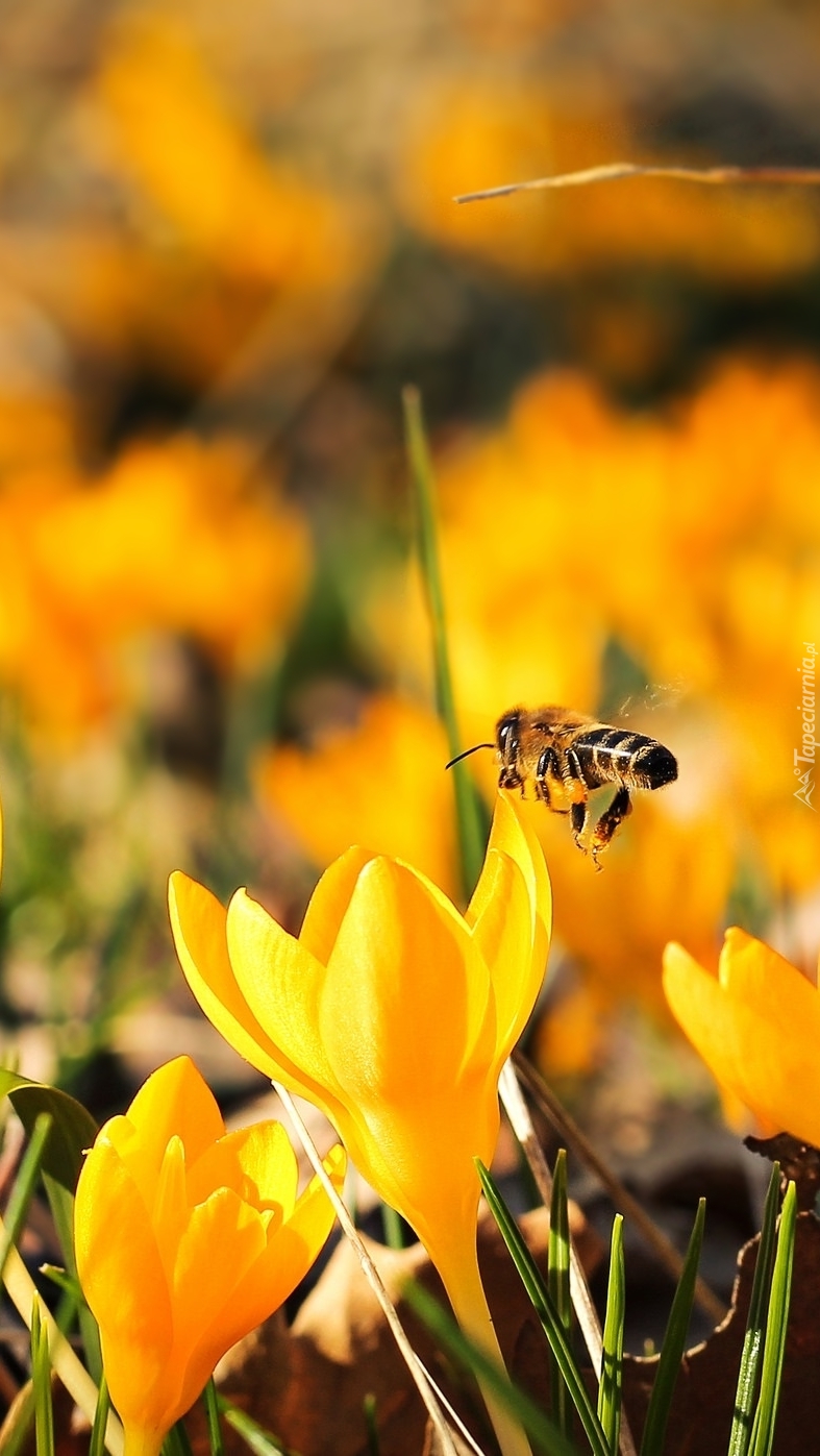 Pszczoła nad krokusem