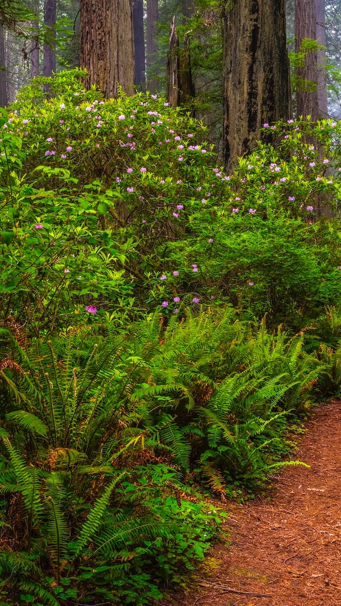 Rododendrony w Parku Narodowym Redwood