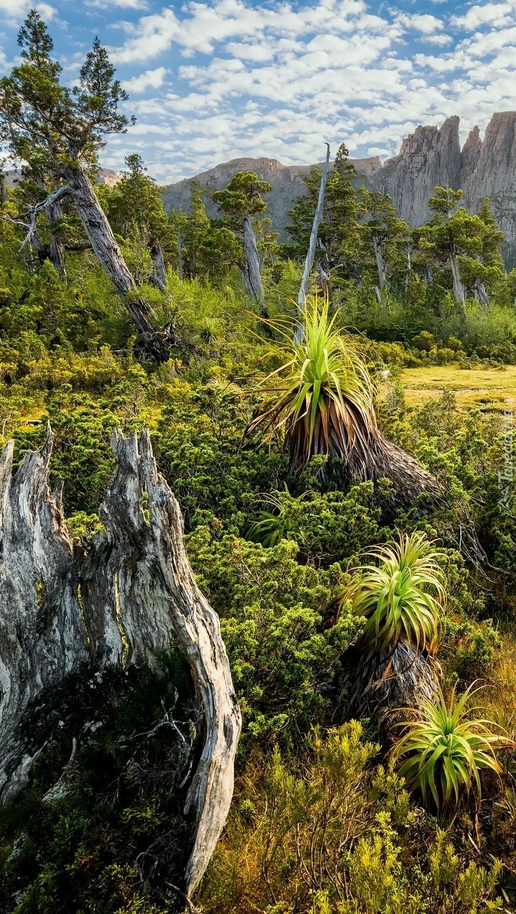 Roślinność Tasmanii
