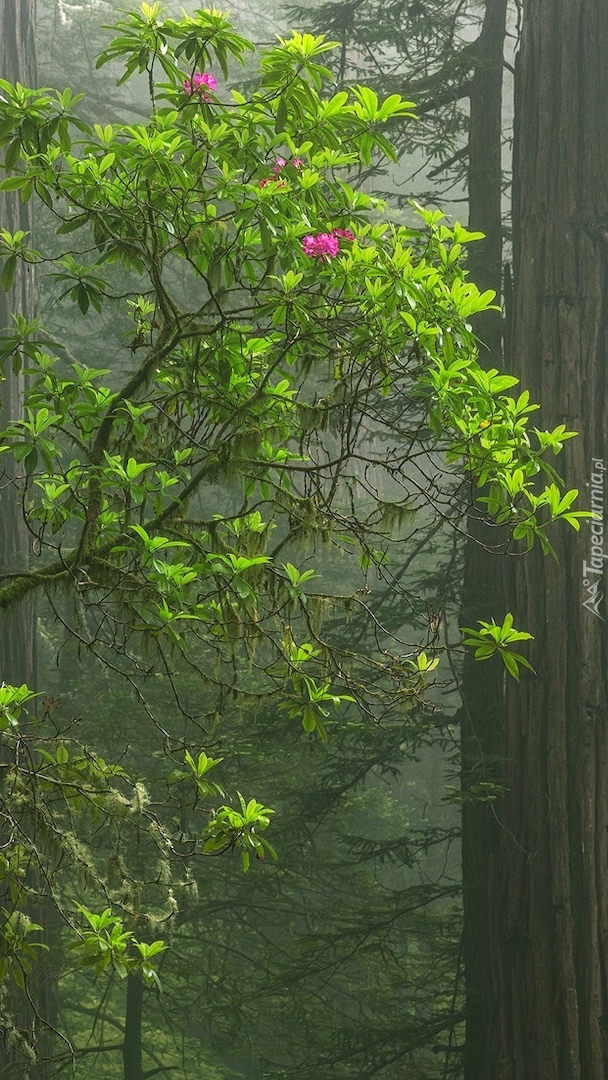 Różanecznik w zamglonym lesie