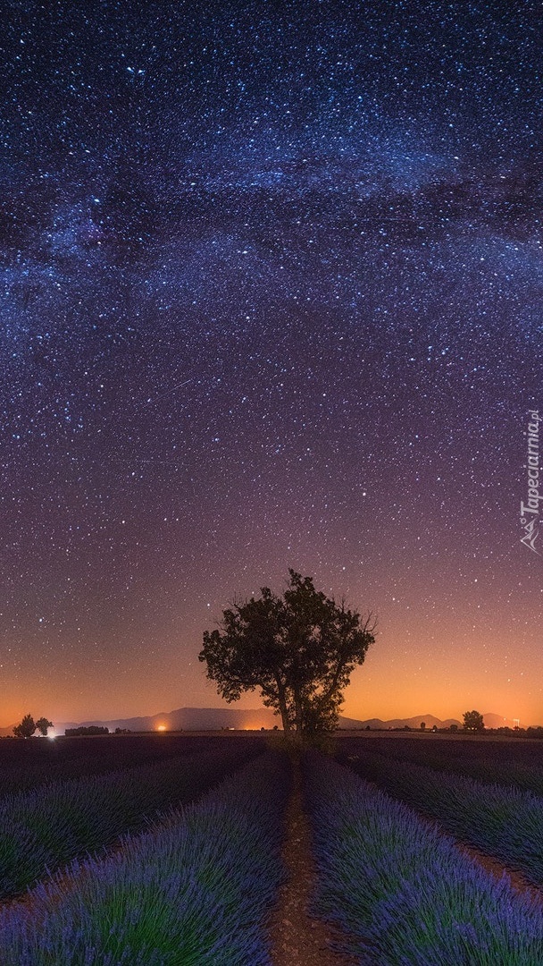 Rozgwieżdżone niebo nad polem lawendy