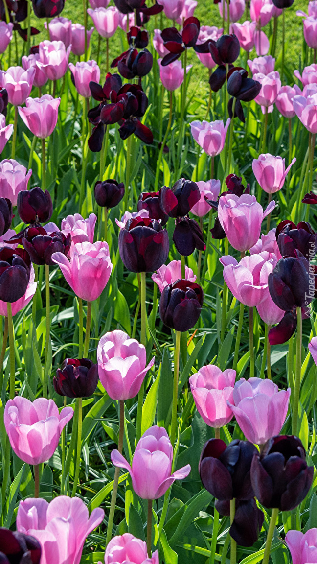Różowe i bordowe tulipany