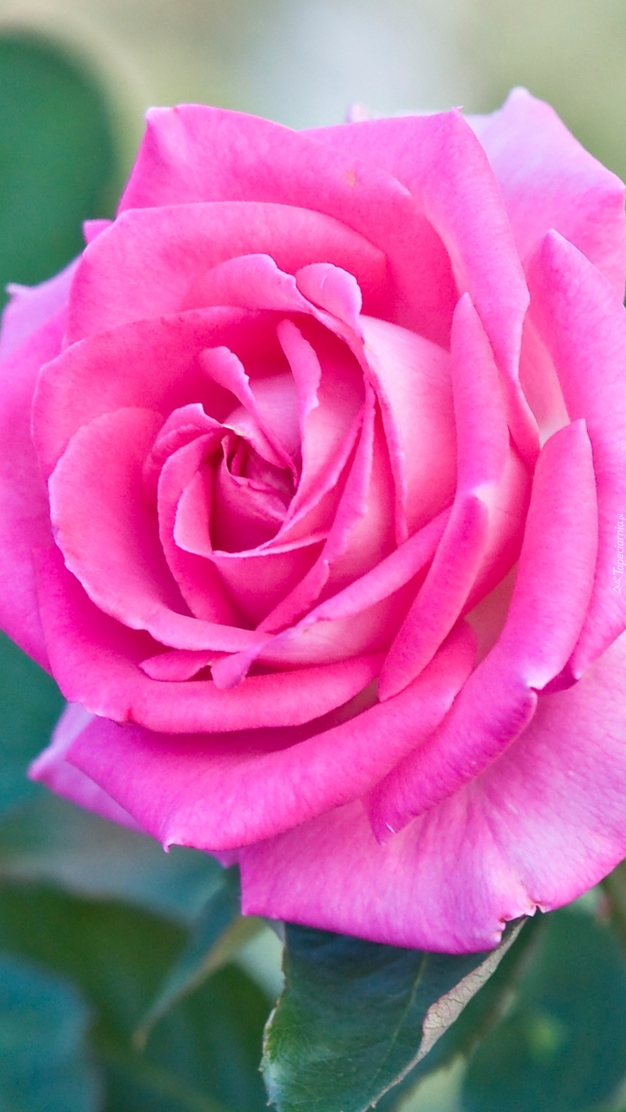 Różowiutka róża