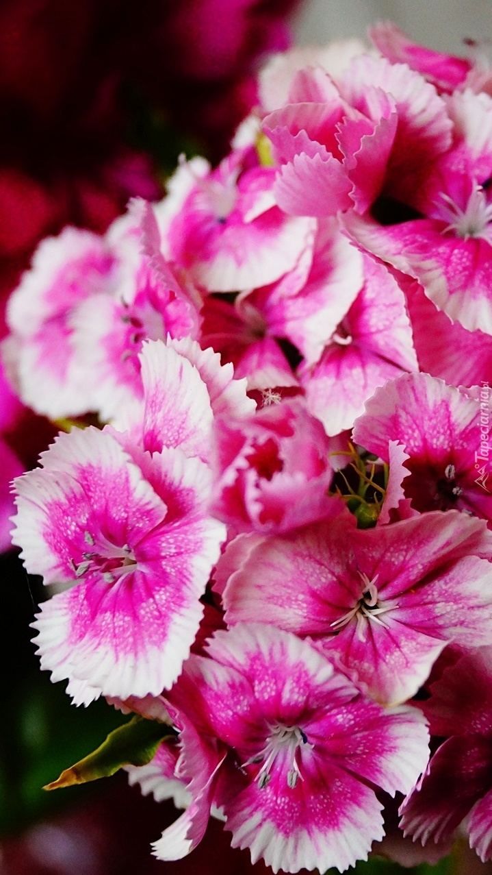 Różowo-białe kwiaty goździka