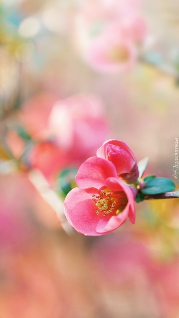Różowy delikatny kwiat na gałązce