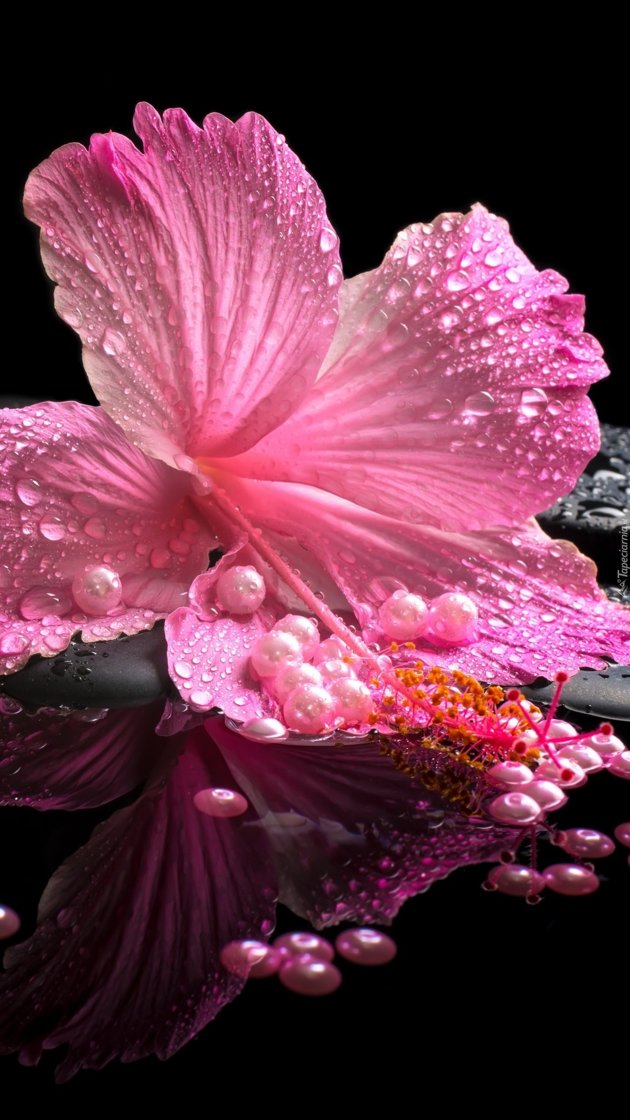 Różowy hibiskus z perłami