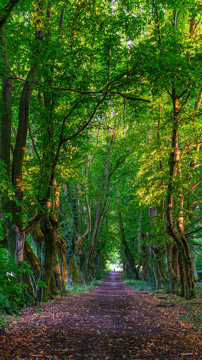 Rozświetlone zielone drzewa po obu stronach alei