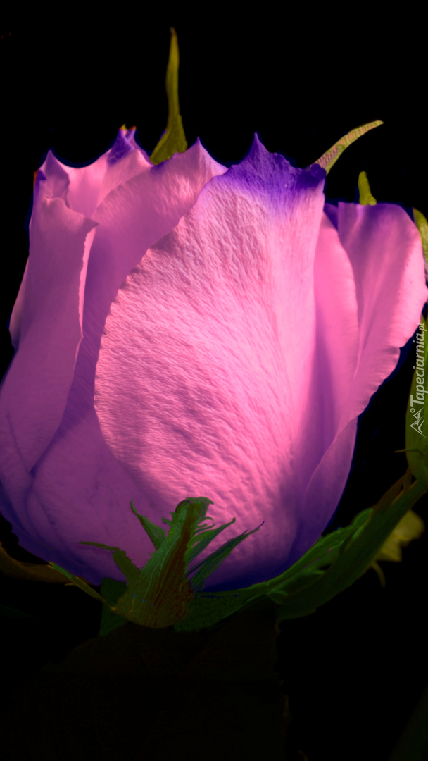 Rozświetlony pąk różowej róży