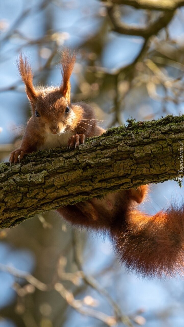 Ruda wiewiórka na drzewie
