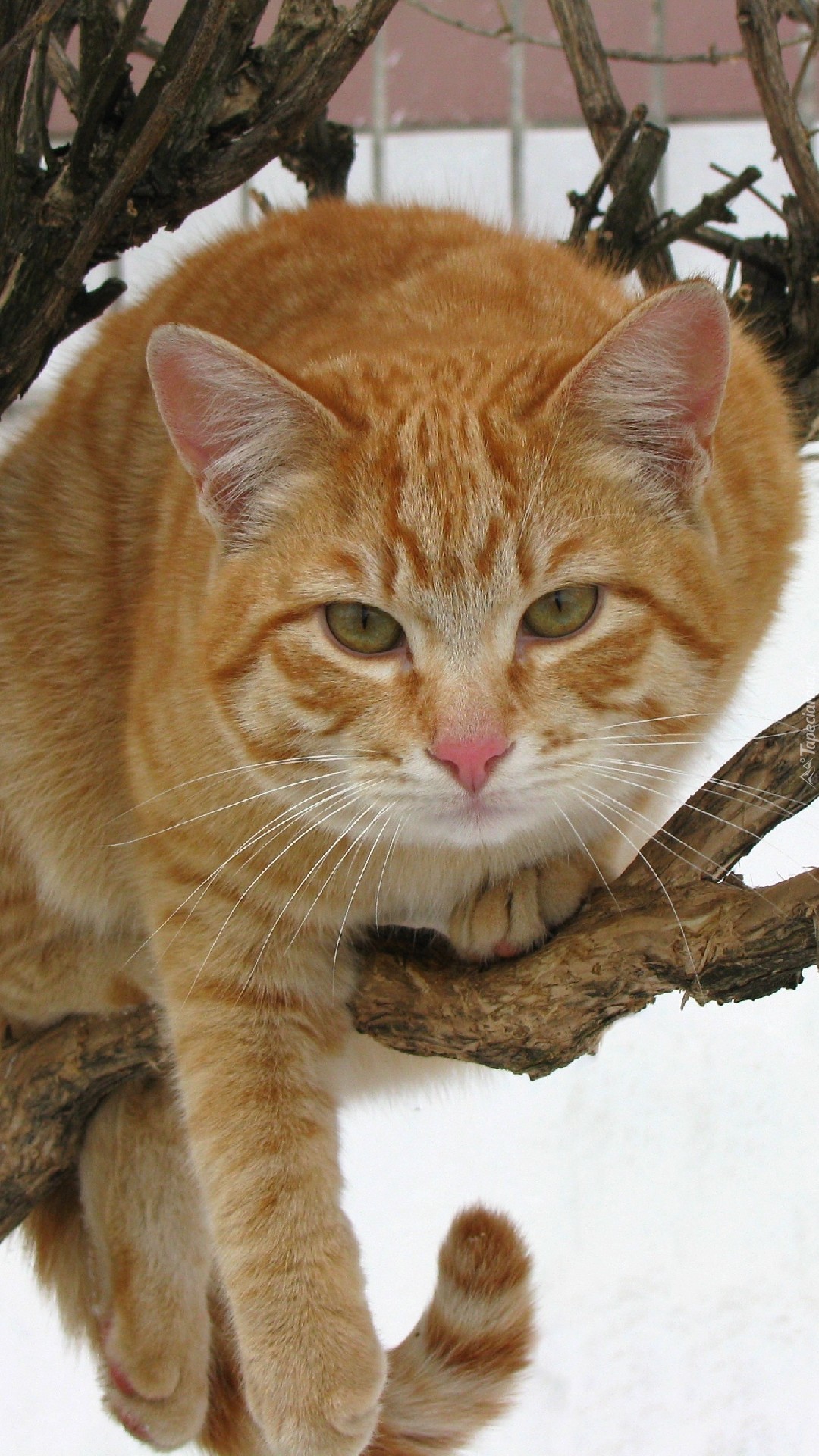 Rudy kot na gałęzi