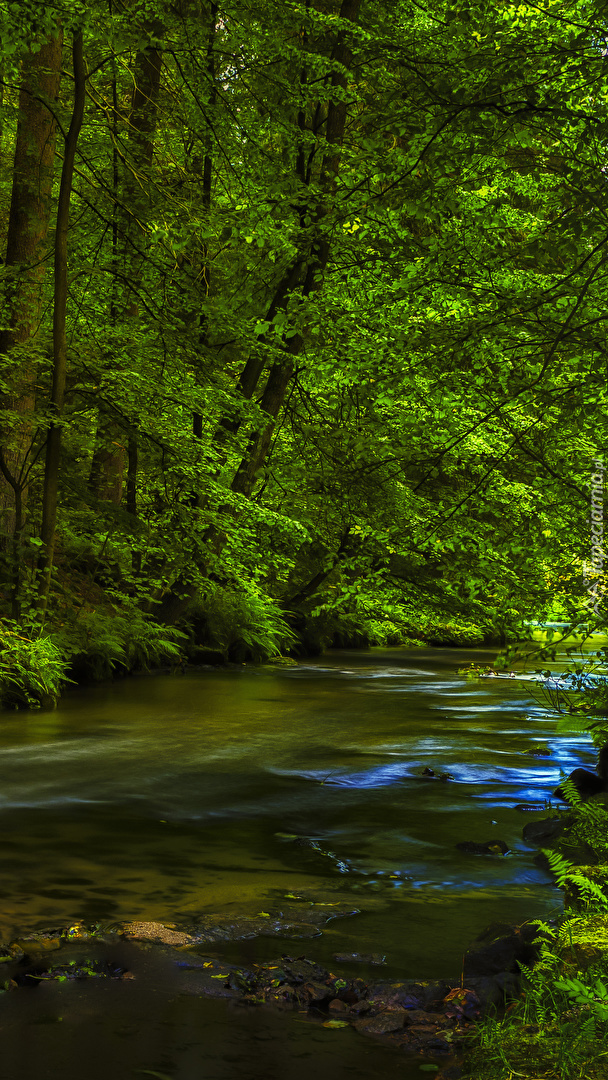 Rzeka w zielonym lesie