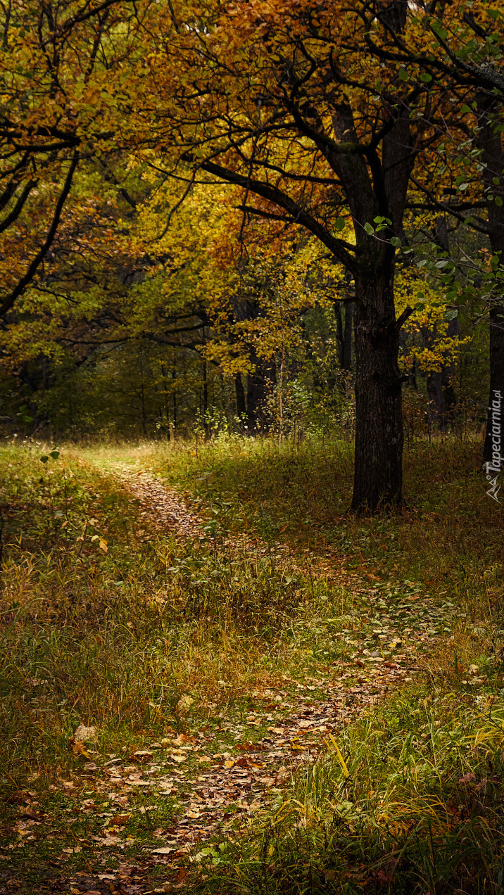 Ścieżka w trawie pod drzewami w lesie