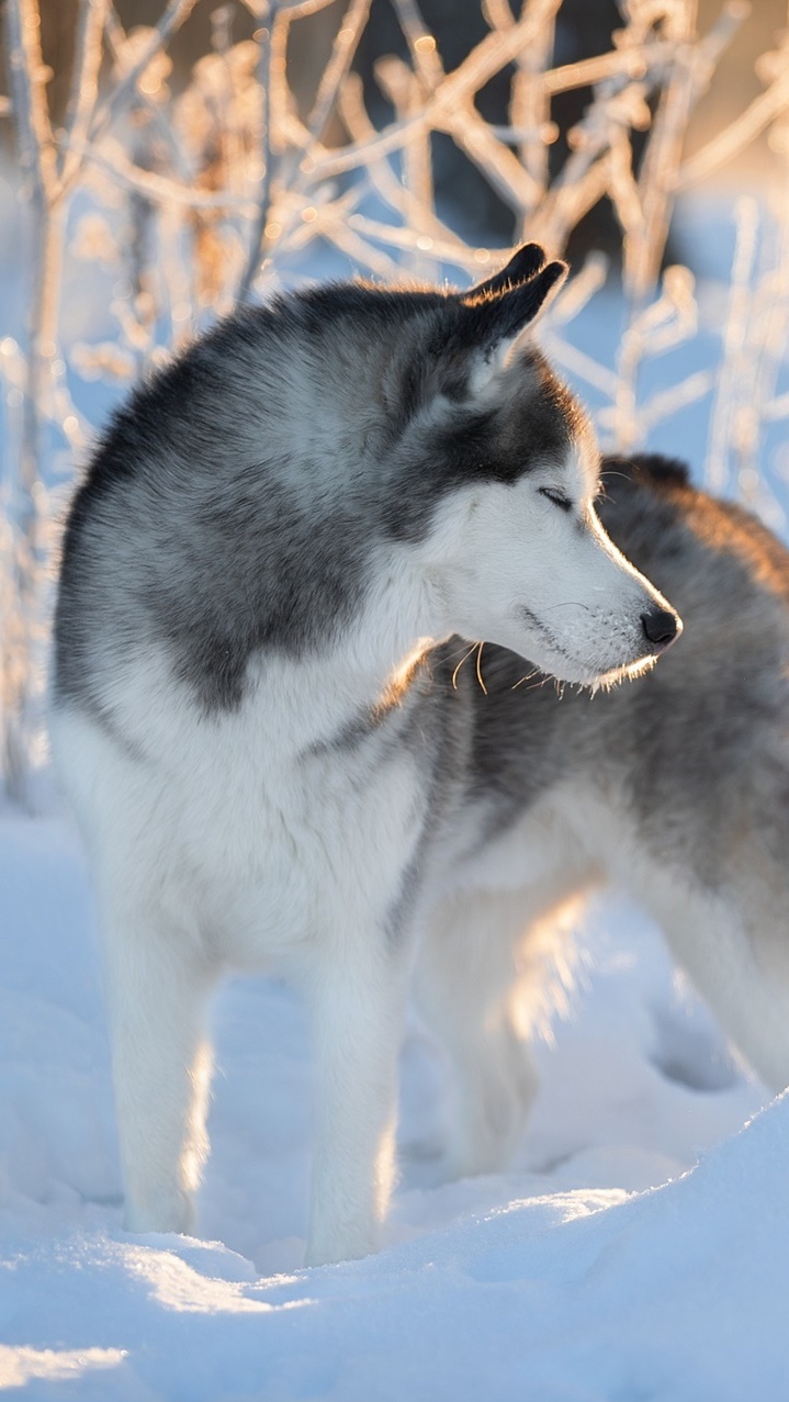 Siberian husky na śniegu