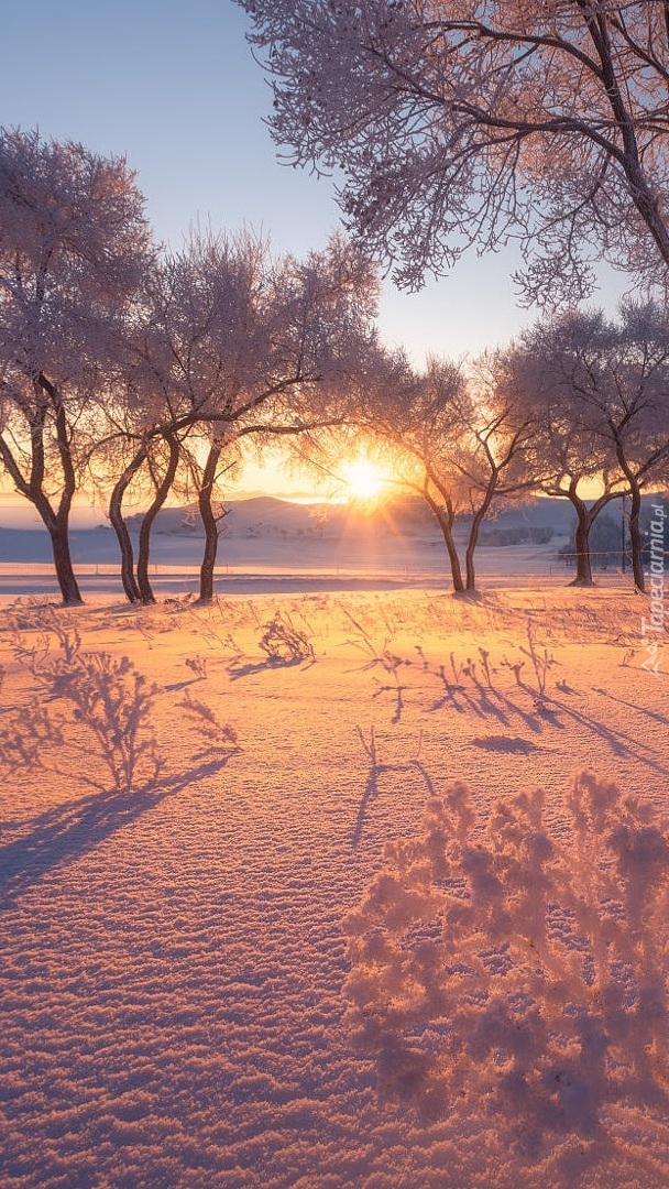 Śnieg pod drzewami w blasku wschodzącego słońca