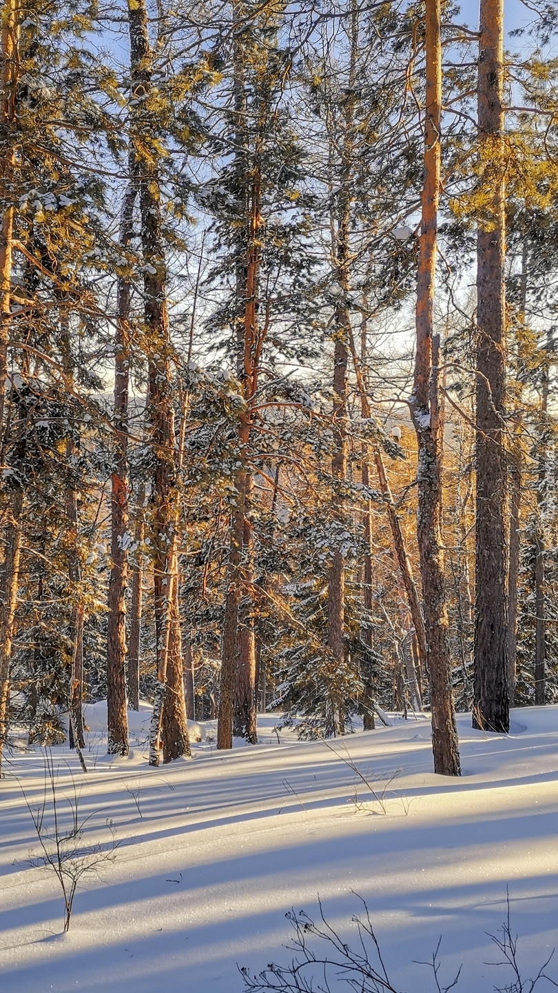 Śnieg w lesie